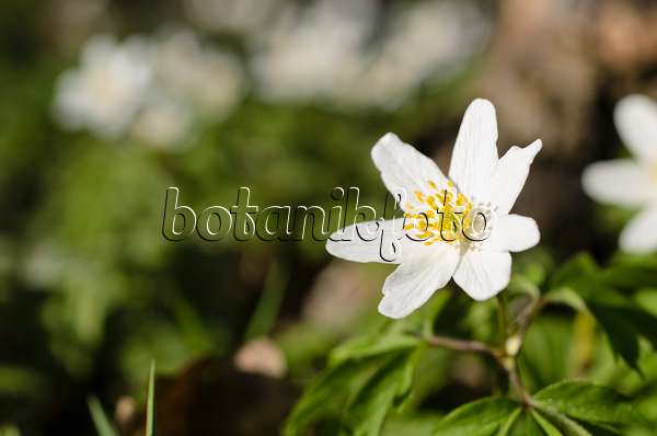 495070 - Wood anemone (Anemone nemorosa)