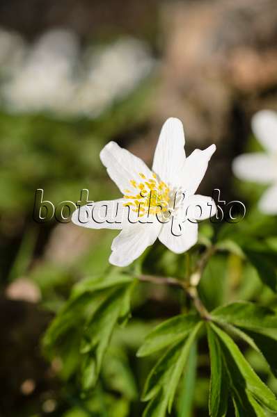 495071 - Wood anemone (Anemone nemorosa)