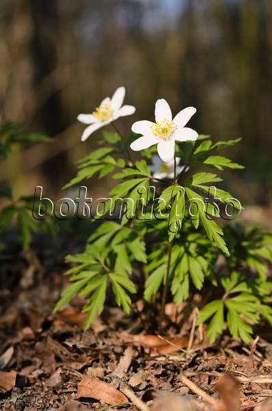 506079 - Wood anemone (Anemone nemorosa)