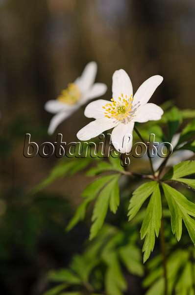 506080 - Wood anemone (Anemone nemorosa)