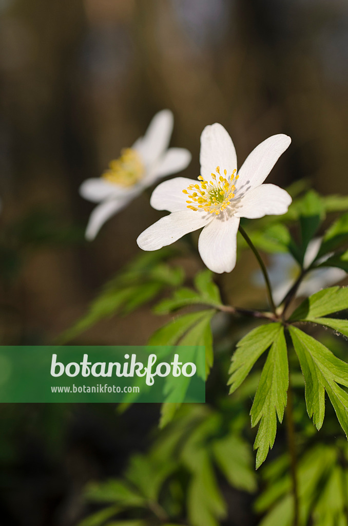 506080 - Wood anemone (Anemone nemorosa)