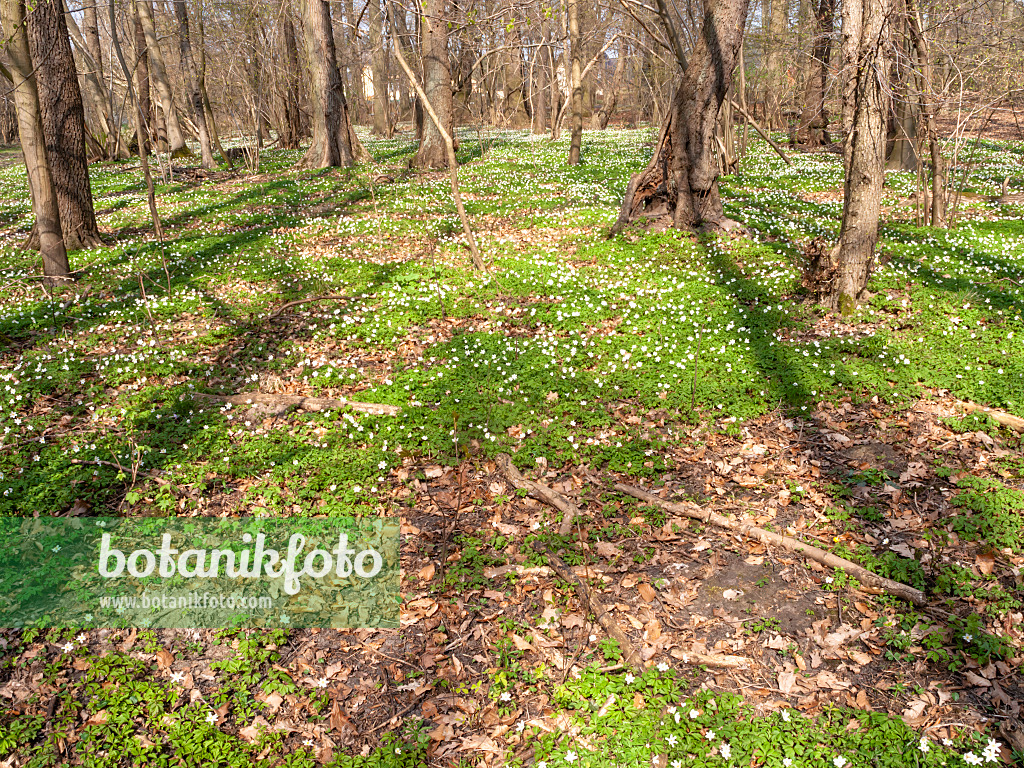 509204 - Wood anemone (Anemone nemorosa)