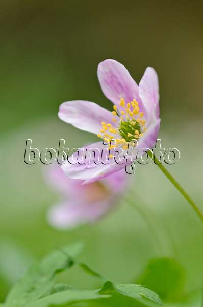 520010 - Wood anemone (Anemone nemorosa)