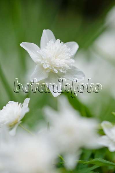 520109 - Wood anemone (Anemone nemorosa 'Alba Plena')
