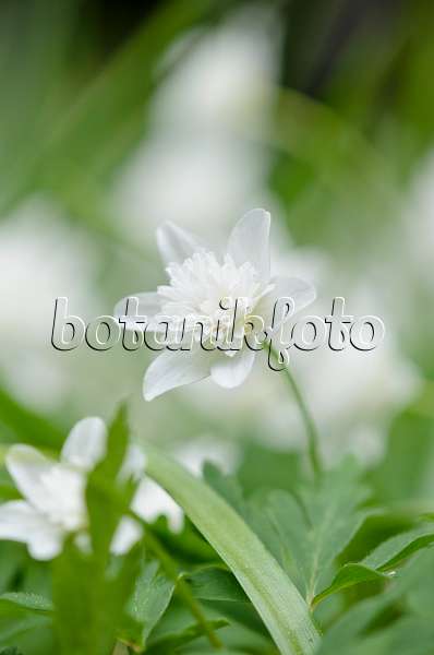 520110 - Wood anemone (Anemone nemorosa 'Alba Plena')