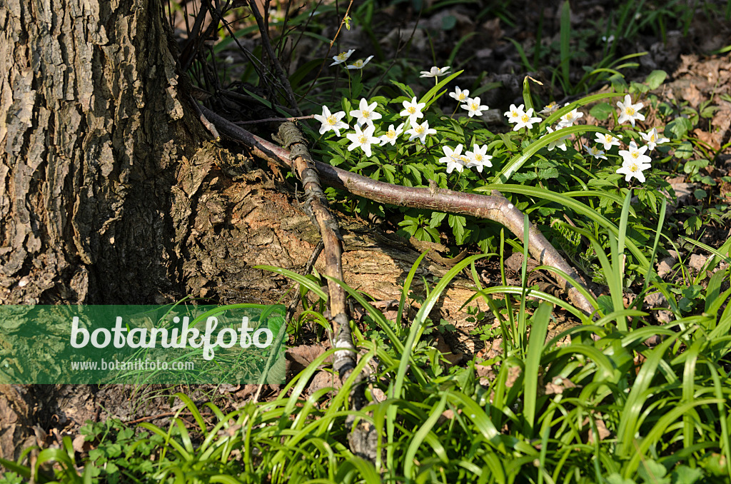 506078 - Wood anemone (Anemone nemorosa) and few flowered leek (Allium paradoxum)