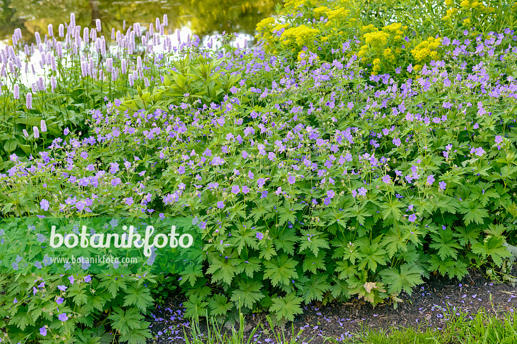 593085 - Wood cranesbill (Geranium sylvaticum 'Mayflower')