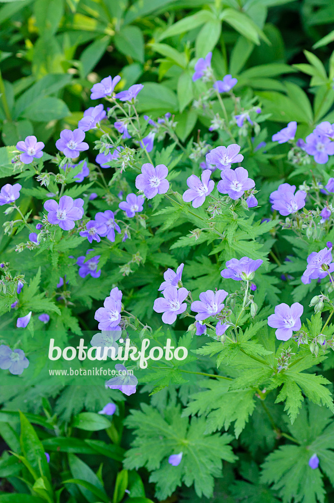 484182 - Wood cranesbill (Geranium sylvaticum 'Meran')