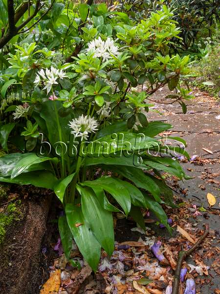401050 - Wood garlic (Allium ursinum)