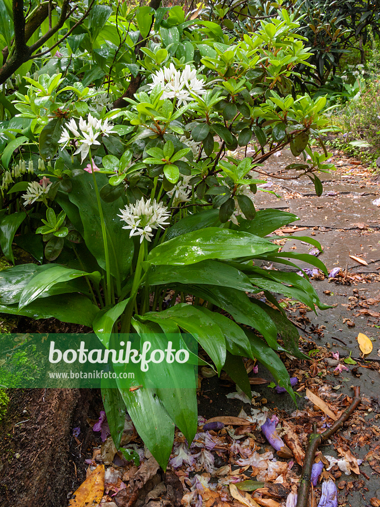 401050 - Wood garlic (Allium ursinum)