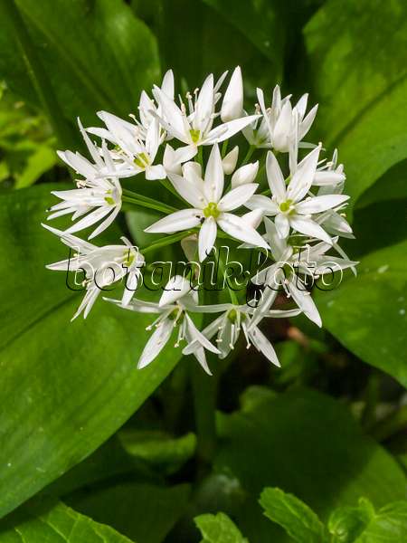 401195 - Wood garlic (Allium ursinum)