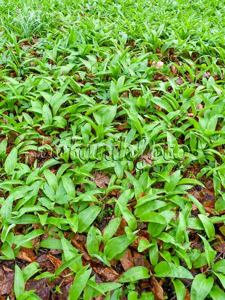 459001 - Wood garlic (Allium ursinum)