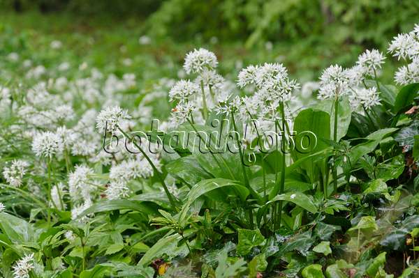 484126 - Wood garlic (Allium ursinum)