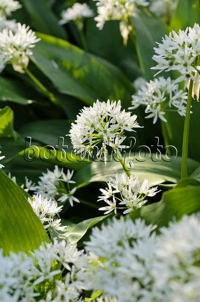 496095 - Wood garlic (Allium ursinum)