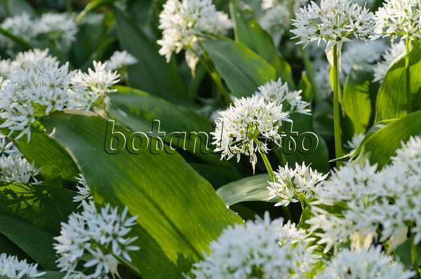 496096 - Wood garlic (Allium ursinum)