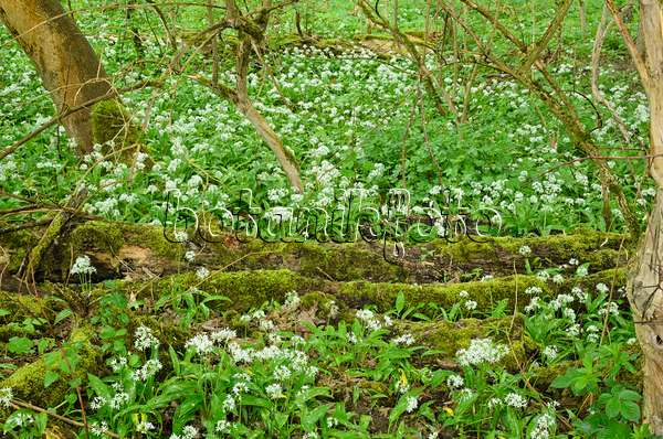 508039 - Wood garlic (Allium ursinum)