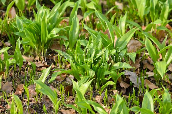 519013 - Wood garlic (Allium ursinum)