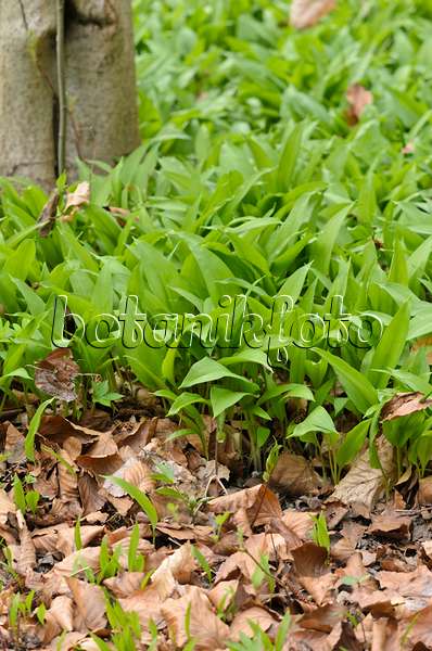 519072 - Wood garlic (Allium ursinum)