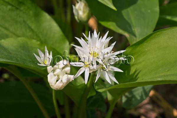 570035 - Wood garlic (Allium ursinum)