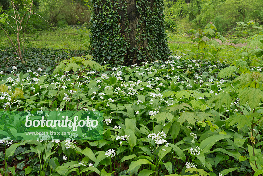 570043 - Wood garlic (Allium ursinum)