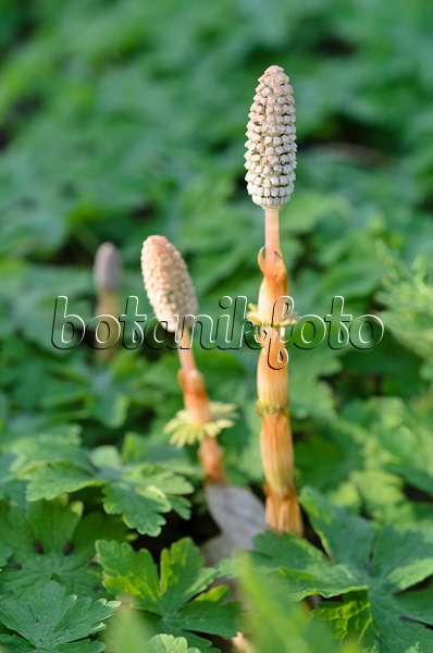 507032 - Wood horsetail (Equisetum sylvaticum)