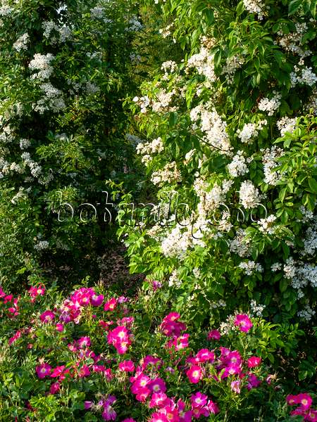 461065 - Wood rose (Rosa x barbierana)