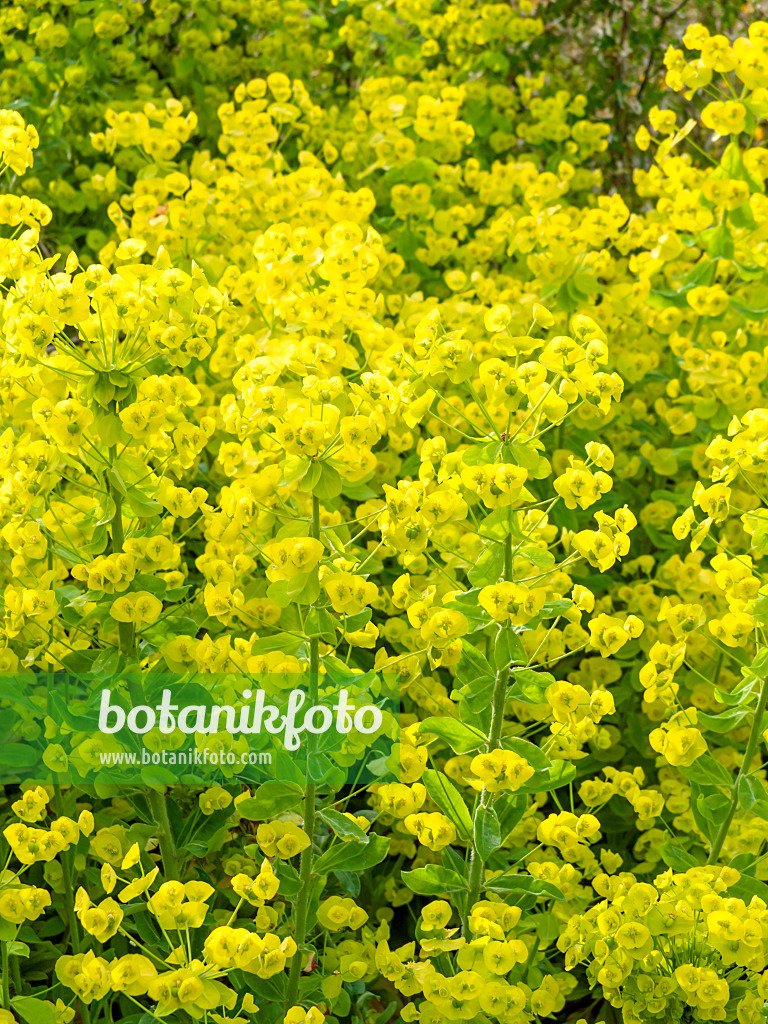 460110 - Wood spurge (Euphorbia amygdaloides)