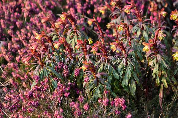 530034 - Wood spurge (Euphorbia amygdaloides 'Purpurea') and winter heather (Erica carnea syn. Erica herbacea)