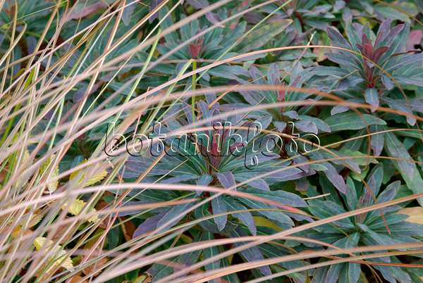 463095 - Wood spurge (Euphorbia amygdaloides 'Purpurea') and New Zealand sedge (Carex tenuiculmis)