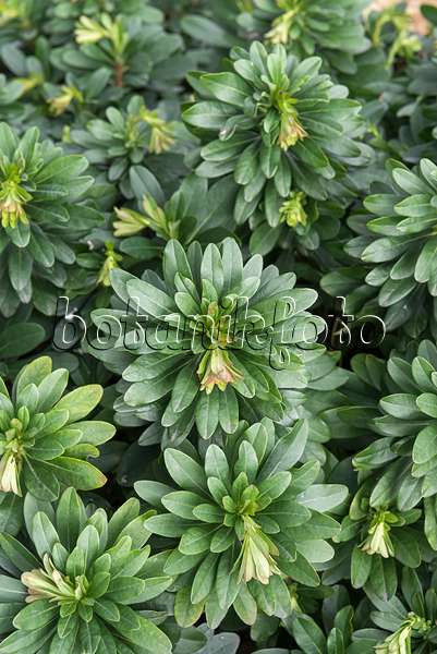 651254 - Wood spurge (Euphorbia amygdaloides var. robbiae)
