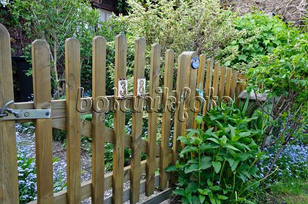 484143 - Wooden fence with forget-me-nots (Myosotis)