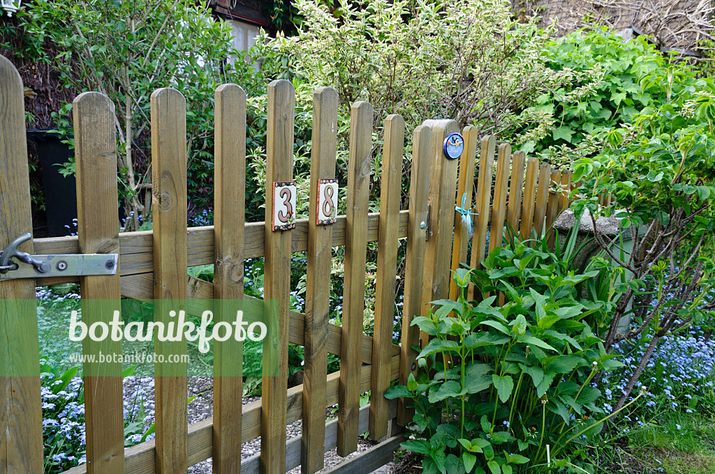 484143 - Wooden fence with forget-me-nots (Myosotis)