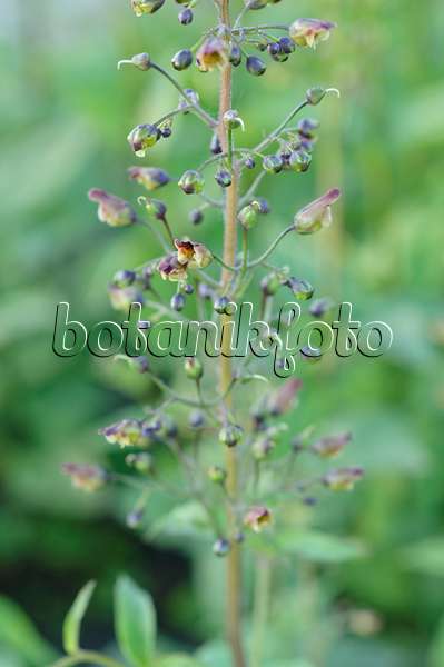 485006 - Woodland figwort (Scrophularia nodosa)