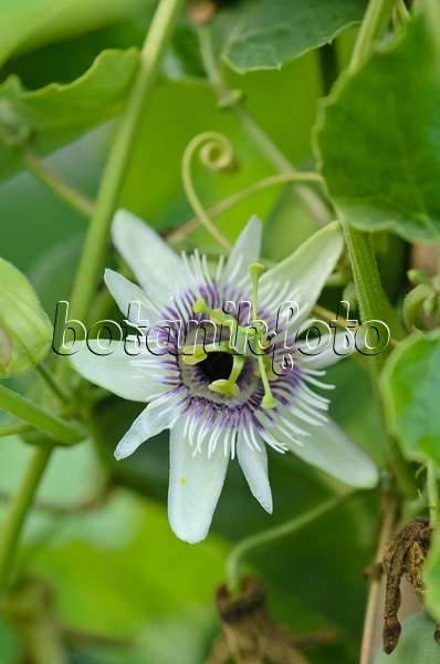 548009 - Woodland passion flower (Passiflora morifolia)