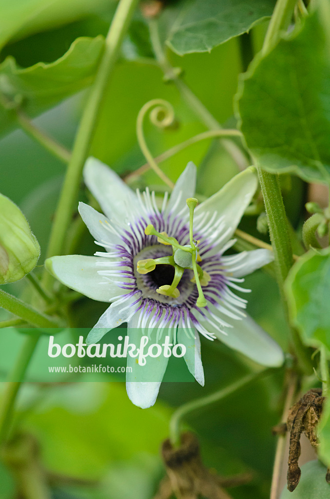 548009 - Woodland passion flower (Passiflora morifolia)