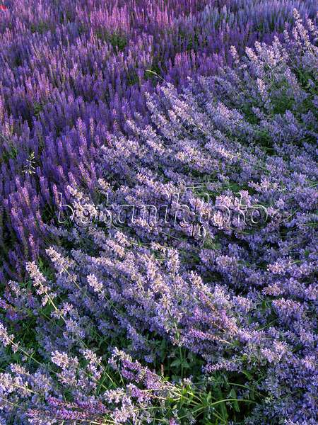 402027 - Woodland sage (Salvia nemorosa)