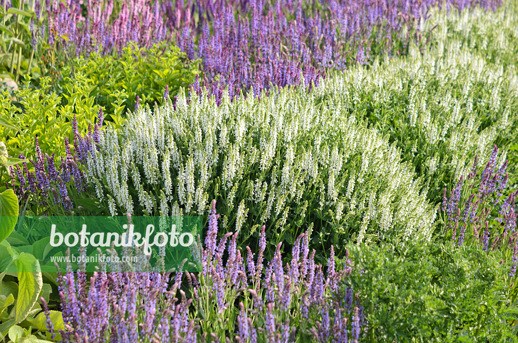 545102 - Woodland sage (Salvia nemorosa)