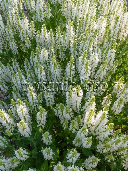 402029 - Woodland sage (Salvia nemorosa 'Adrian')