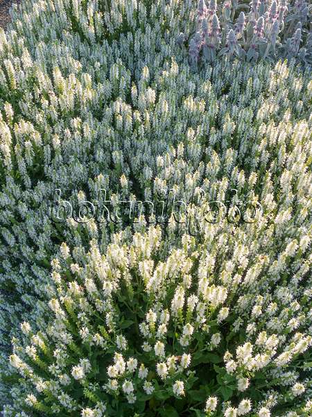 402043 - Woodland sage (Salvia nemorosa 'Adrian')