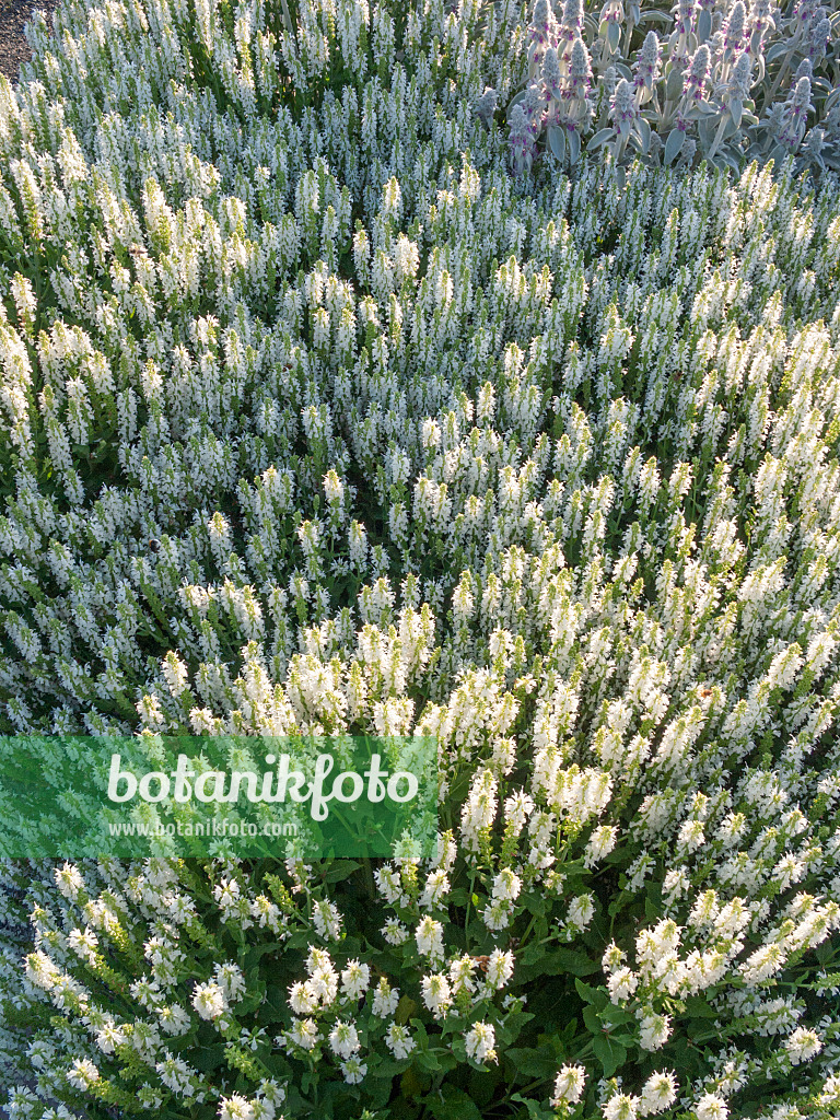 402043 - Woodland sage (Salvia nemorosa 'Adrian')