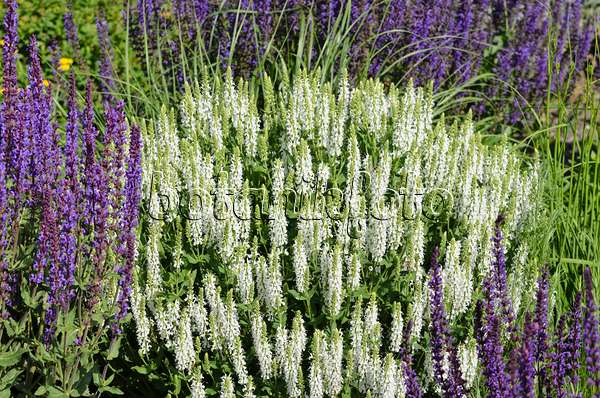 521106 - Woodland sage (Salvia nemorosa 'Adrian')