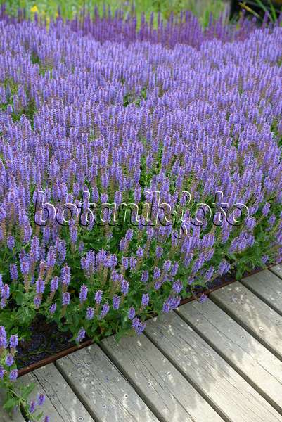 535429 - Woodland sage (Salvia nemorosa 'Blauhügel')