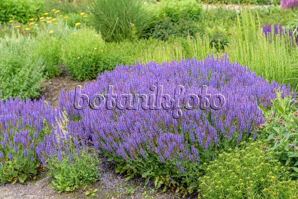 607203 - Woodland sage (Salvia nemorosa 'Blauhügel')
