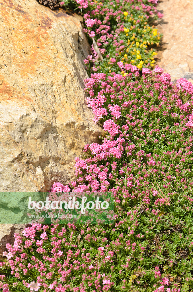 508340 - Woodruff (Asperula pontica)