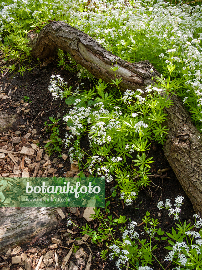 401163 - Woodruff (Galium odoratum)