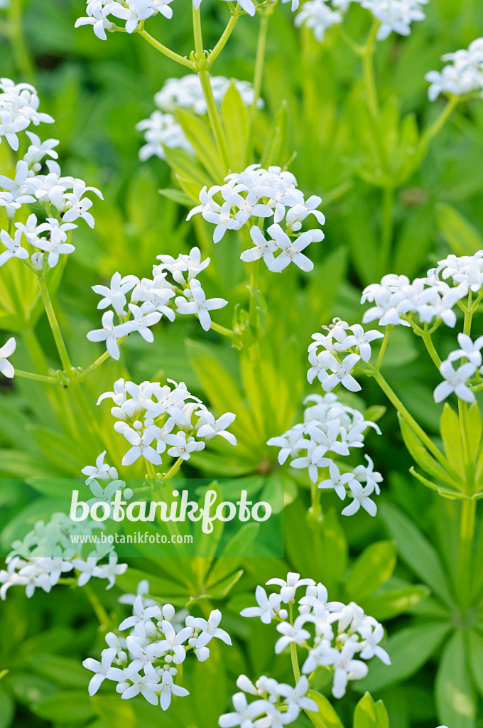 472001 - Woodruff (Galium odoratum)