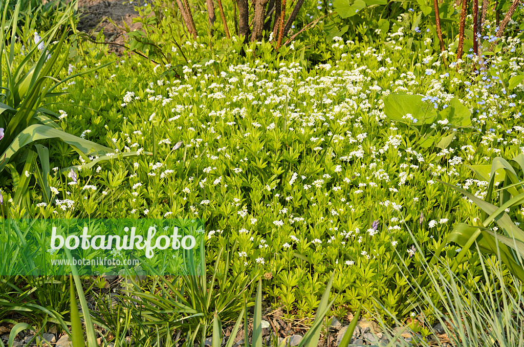 495364 - Woodruff (Galium odoratum)