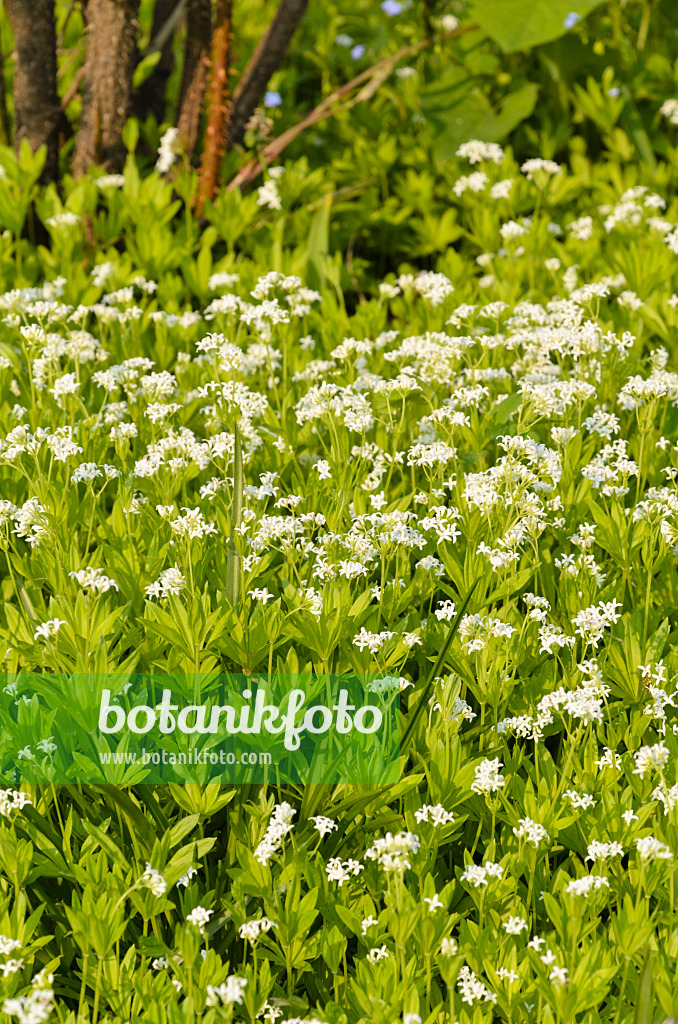 495365 - Woodruff (Galium odoratum)