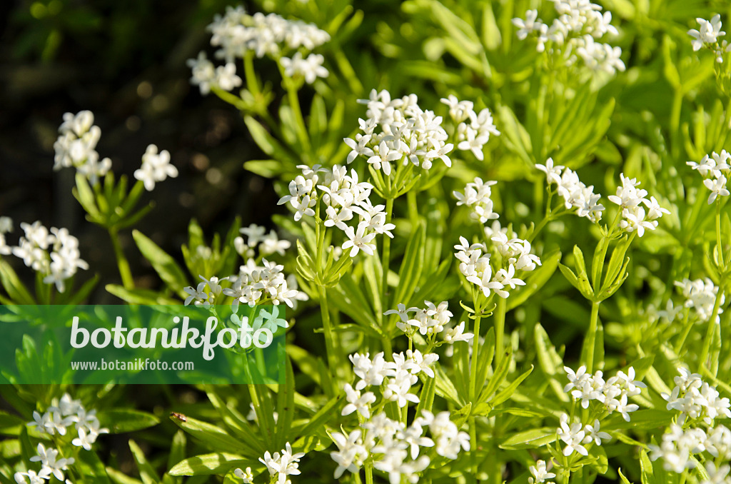 495394 - Woodruff (Galium odoratum)