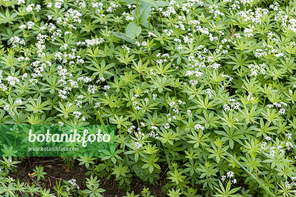 638104 - Woodruff (Galium odoratum)